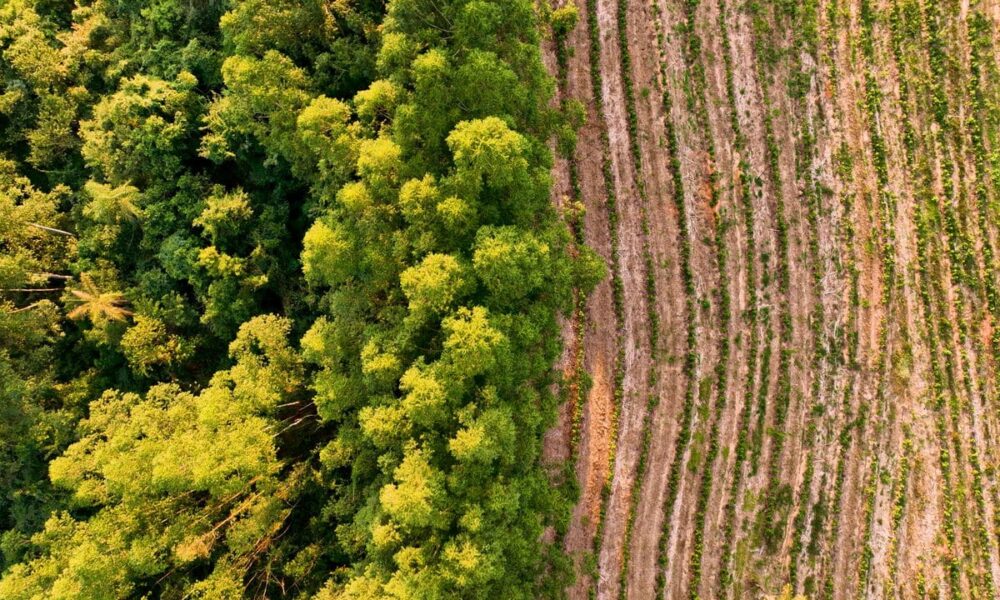 confira-o-ranking-de-cidades-mais-ricas-do-agro-no-brasil