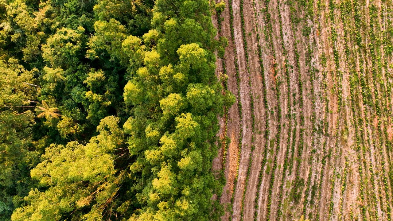 confira-o-ranking-de-cidades-mais-ricas-do-agro-no-brasil